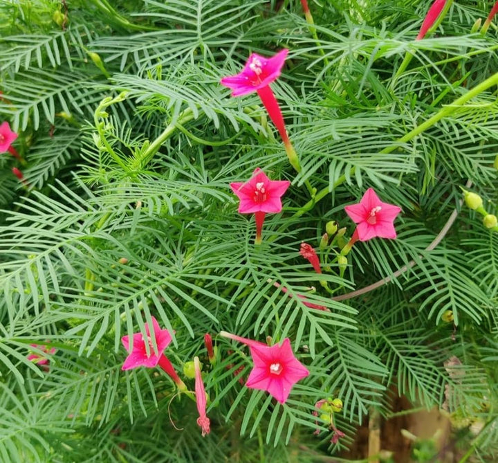 Pink Vinca Art Cypress Seeds or Creeper Flower Seeds for Planting - NON GMO Seeds