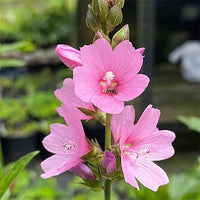 Pink Checkerbloom Flower Seeds for Colorful Gardens - 100 Pcs pcs