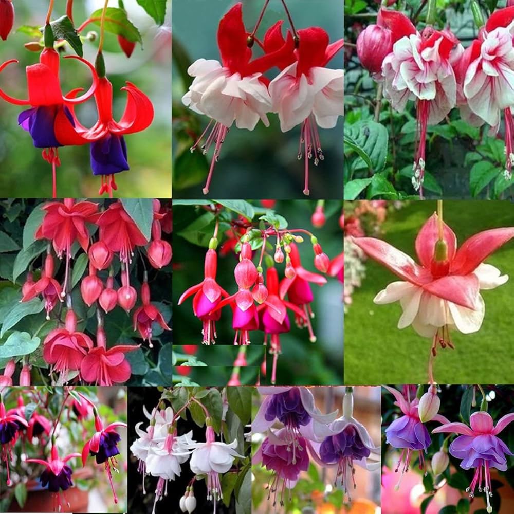 Heirloom Fuchsia flower seeds – non‑GMO trailing plant seeds
