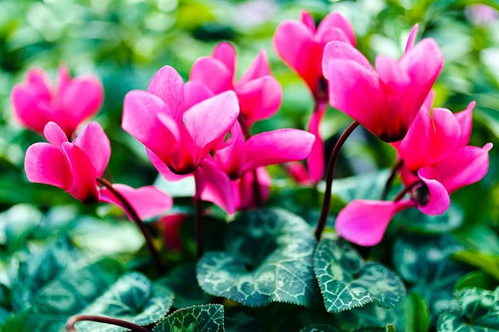 Dark Pink Cyclamen Flower Seeds for Planting - NON GMO Seeds