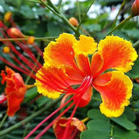 Caesalpinia Pulcherrima Flower Seeds for Planting ƒ?? Organic, Heirloom, Non-GMO Peacock Flower Seeds