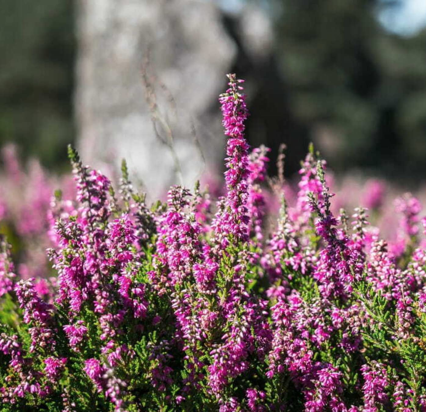 Violet Calluna Flower Seeds for Planting - 100 pcs seeds for planting in home garden