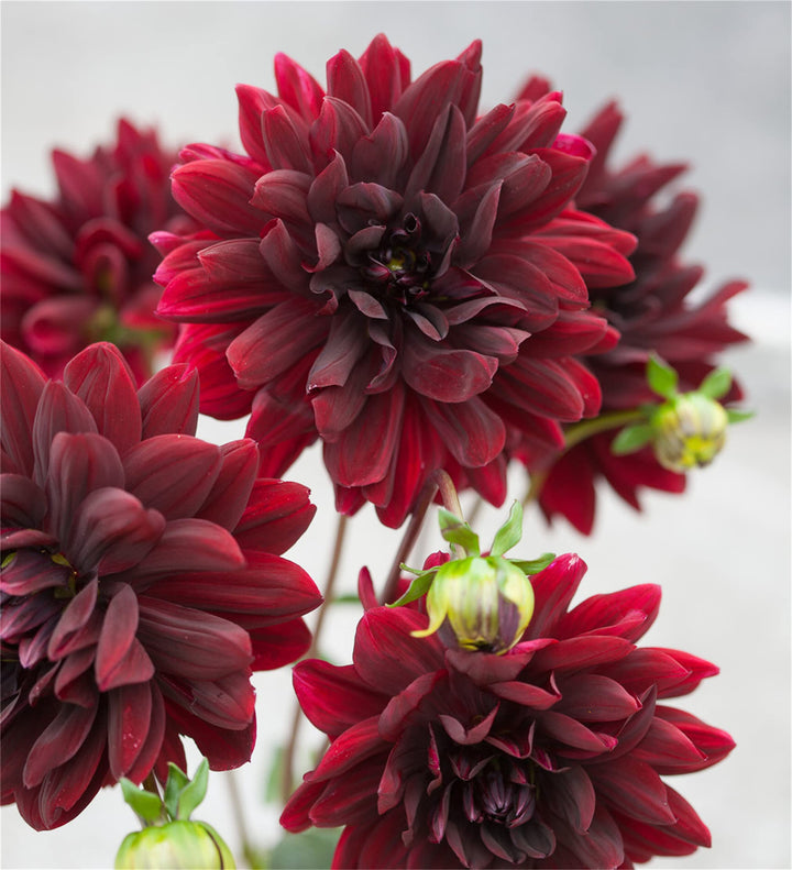Arabian Night Dahlia Flower Seeds for Planting - Heirloom and Non-GMO garden seeds