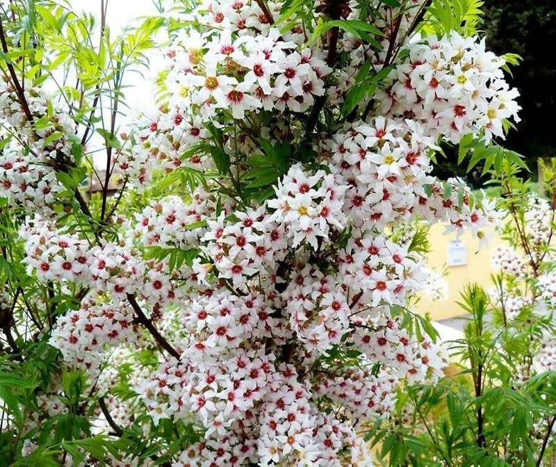 Yellowhorn Xanthoceras Sorbifolium Seeds for Planting
