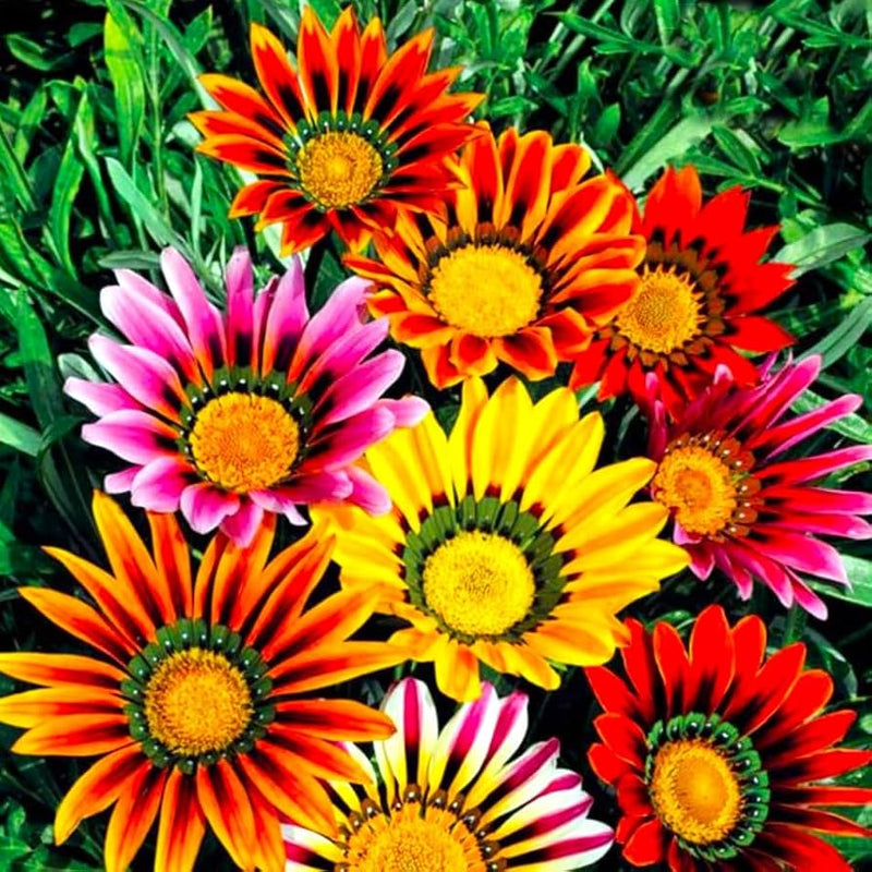 Gazania Flower Seeds Heirloom Non GMO Planting - 100 pcs