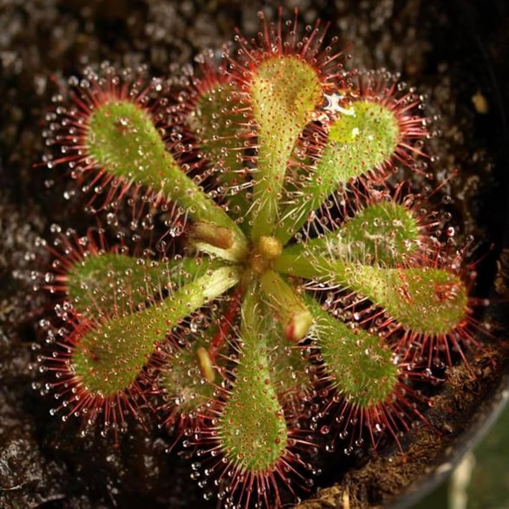 Heirloom Non-GMO Mixed Sundew Plant Seeds for Garden Growing â€“ Carnivorous Insect-Trapping Variety