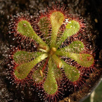 Heirloom Non-GMO Mixed Sundew Plant Seeds for Garden Growing â€“ Carnivorous Insect-Trapping Variety