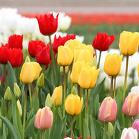 Mixed Tulip Flower Seeds for Planting – Colorful, Non-GMO, Heirloom Garden Seeds