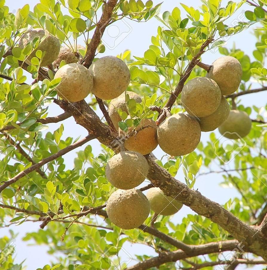 Wood Apple Fruit Seeds for Planting – Heirloom & Non-GMO Tropical Fruit Tree Seeds