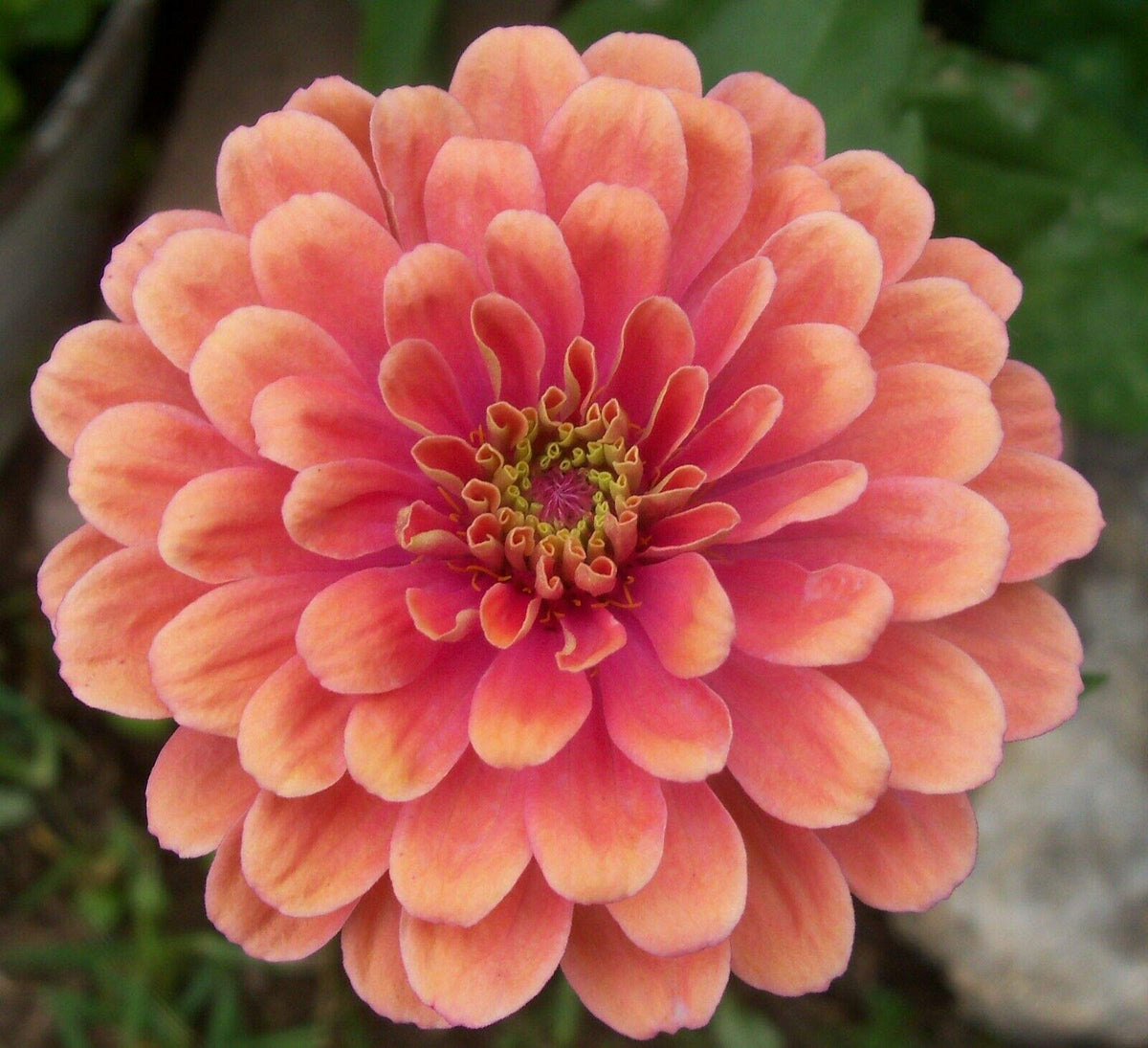 Zinnia Salmon Queen Flower Seeds for Planting – Bright Blooms, Non-GMO, Heirloom Seeds - Salmon for planting in home garden