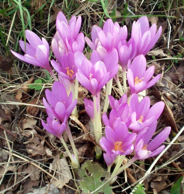 Heirloom Non-GMO Crocus Sativus Flower Seeds for Planting – Saffron-Producing Garden Blooms
