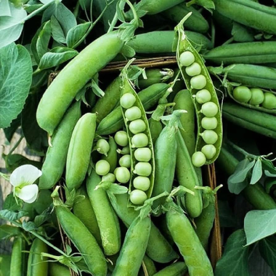 Sugar Ann Snap Pea Seeds for Planting heirloom & Non-GMO Seeds