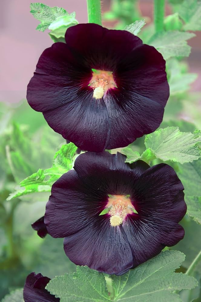Heirloom Non-GMO Black Hollyhock Flower Seeds for Planting ƒ?? Tall Dramatic Blooms for Cottage Gardens