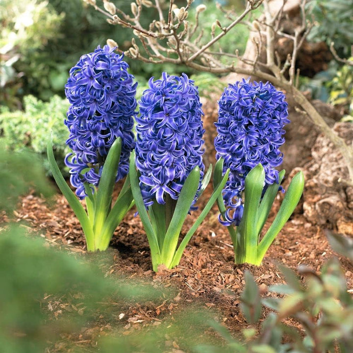 Deep Blue Hyacinthus Orientalis Flower Seeds for Planting