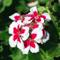 & (& scientific name) for planting in garden