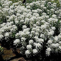 White Candytuf Flower Seeds for Planting - NON GMO Seeds