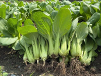 Green Bok Choy Pak Choi Seeds – Chinese Cabbage Vegetable for Home Gardens