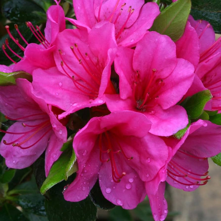 Heirloom Non-GMO Azalea Rhododendron Flower Seeds for Planting – Colorful Ornamental Blooms