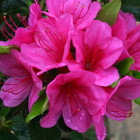 Heirloom Non-GMO Azalea Rhododendron Flower Seeds for Planting – Colorful Ornamental Blooms
