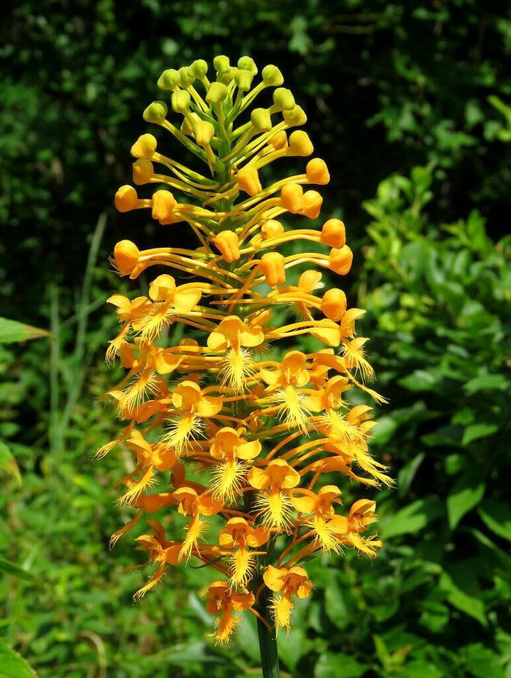 Heirloom Fringed Orchid Flower Seeds for Planting, Non-GMO