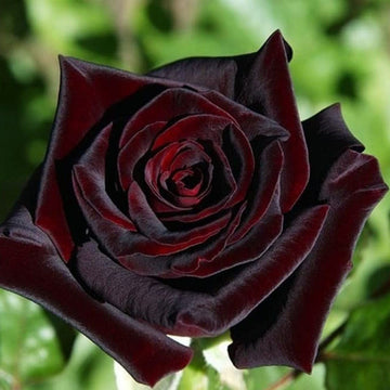 Rare Black Grafted Red Climbing Rose Plant Seeds for Garden Heirloom Non-GMO Seeds for Planting for planting in home garden