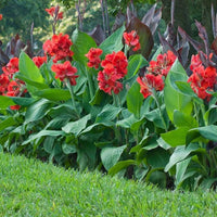 Perennial Canna Lily flowering garden plant