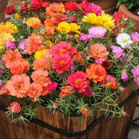 Moss Rose Extra Double Mix flowers in vibrant assorted colors.