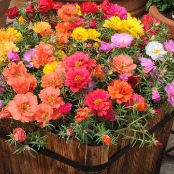 Moss Rose Extra Double Mix flowers in vibrant assorted colors.