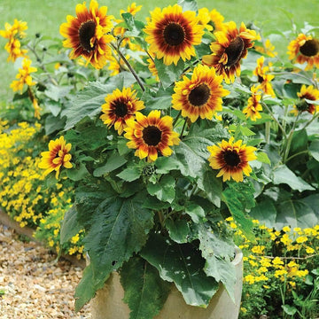 Heirloom Non-GMO Sunflower Bonsai Flower Seeds for Planting – Miniature Decorative Garden Blooms - Non-GMO for planting in home garden
