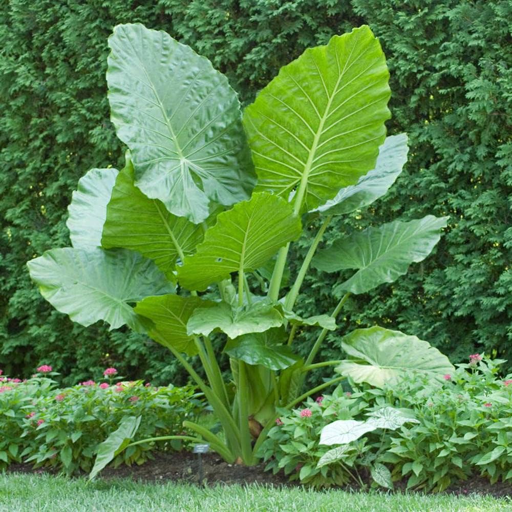 Large-leaf Elephant Ear plant adding bold greenery to an outdoor garden.