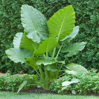 Large-leaf Elephant Ear plant adding bold greenery to an outdoor garden.