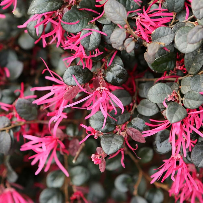 Heirloom Fringe Flower Seeds for Garden Planting, Non-GMO, Ornamental Blooms for Colorful Hedges