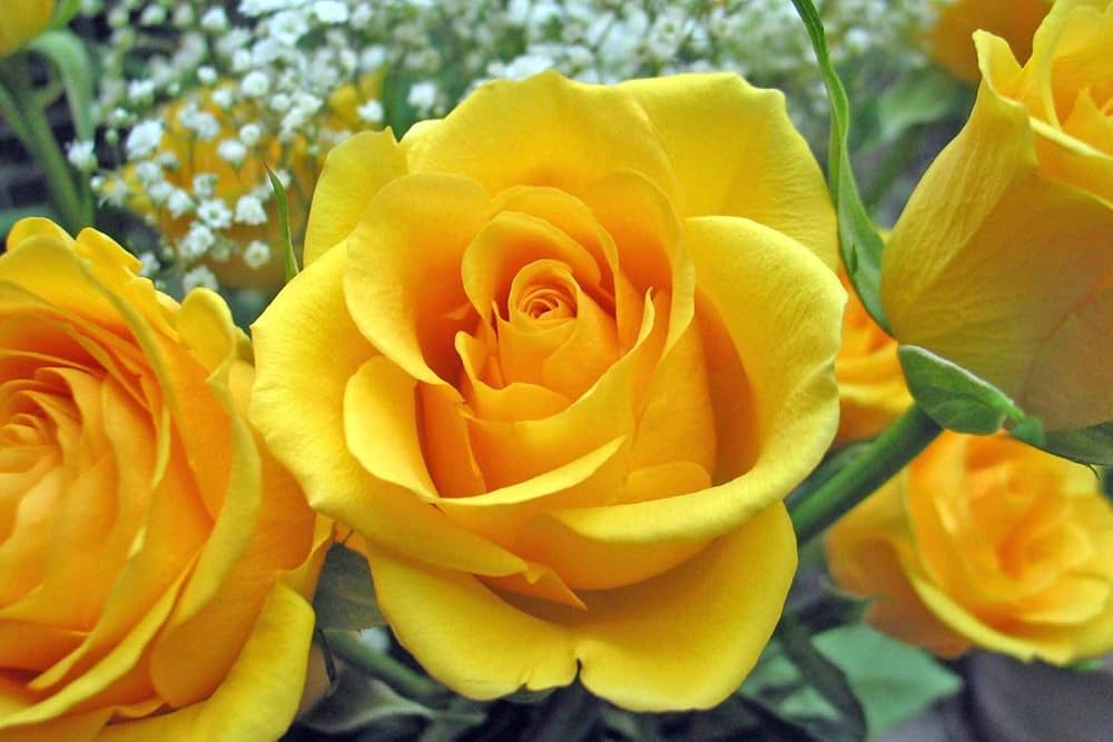 Heirloom Non-GMO Semillas de Rosas Flower Seeds for Planting – Fragrant Rose Garden Blooms - Non-GMO for planting in home garden
