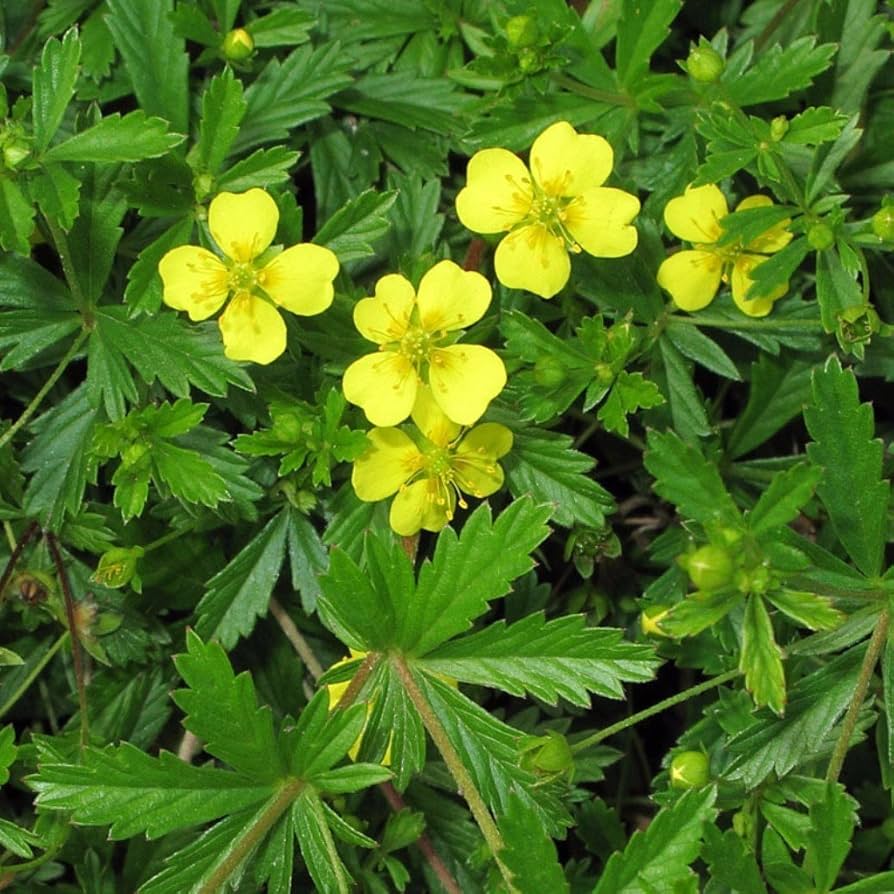 Tormentil Flower Seeds for Planting - 100 pcs