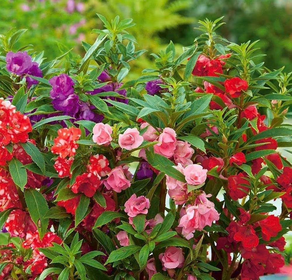Balsam Camellia Flower Seeds – Heirloom Non-GMO Seeds for Garden Planting