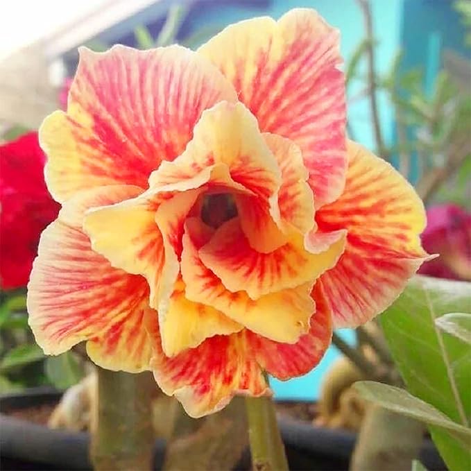 Orange Yellow Adenium Flower Seeds for Planting | Heirloom, Non-GMO, Organic Blooms