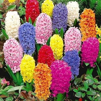 Hyacinthus Orientalis Flower Seeds for Planting - NON GMO Seeds for planting in home garden