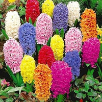 Hyacinthus Orientalis Flower Seeds for Planting - NON GMO Seeds for planting in home garden