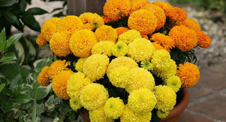 Heirloom Marigold Flower Seeds for Planting 100 pcs