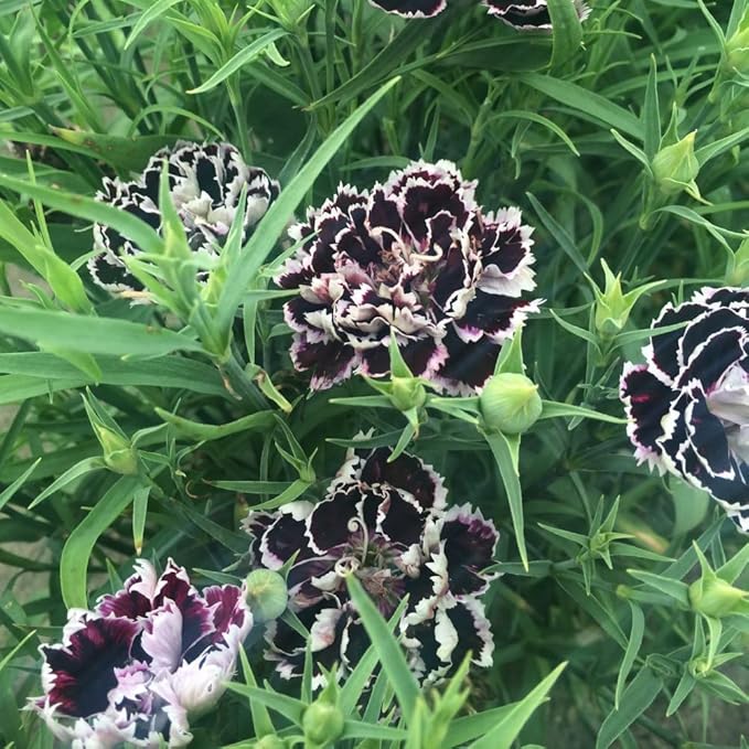 Heirloom (Heirloom scientific name) for planting in garden