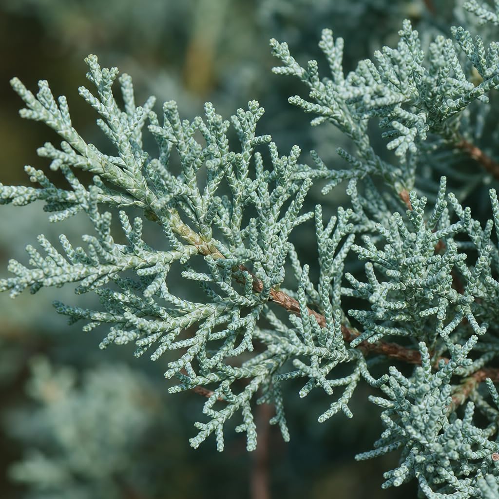 Arizona Cypress tree seeds for planting evergreen ornamental trees