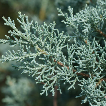 Arizona Cypress tree seeds for planting evergreen ornamental trees