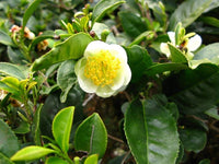 Camellia Sinensis Plant Seeds – Heirloom Non-GMO Green Tea Herb Seeds for Home Growing