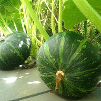 Japanese Green Pumpkin Fruit Seeds