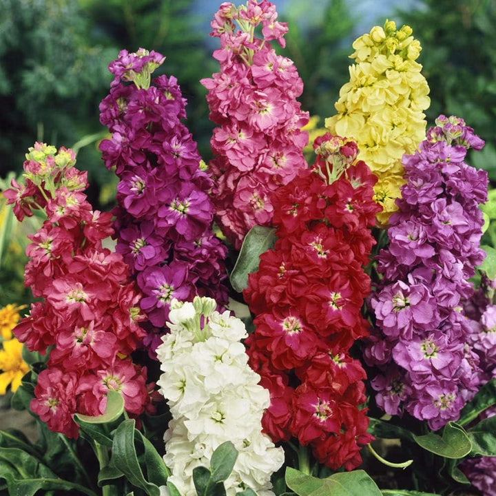 Heirloom Non-GMO Matthiola Incana Flower Seeds | Fragrant Stock Garden Blooms