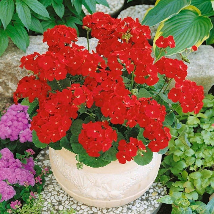 Heirloom Non-GMO Maverick Scarlet Flower Seeds for Planting – Bold Red Ornamental Garden Blooms