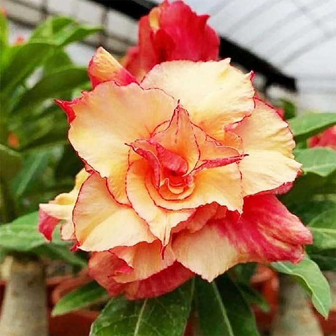 Orange Yellow Adenium Flower Seeds for Planting | Heirloom, Non-GMO, Organic Blooms