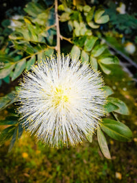 Mimosa Flower Seeds for Planting - 100 pcs for planting in your garden.