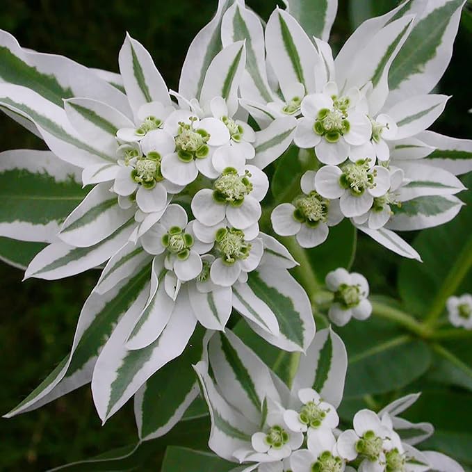 White (White scientific name) for planting in garden