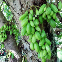 Averrhoa Bilimbi Cucumber Fruit Seeds